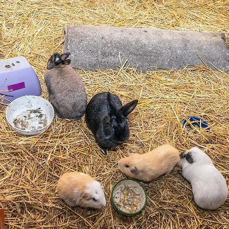 Ferienhaus 4 Person In