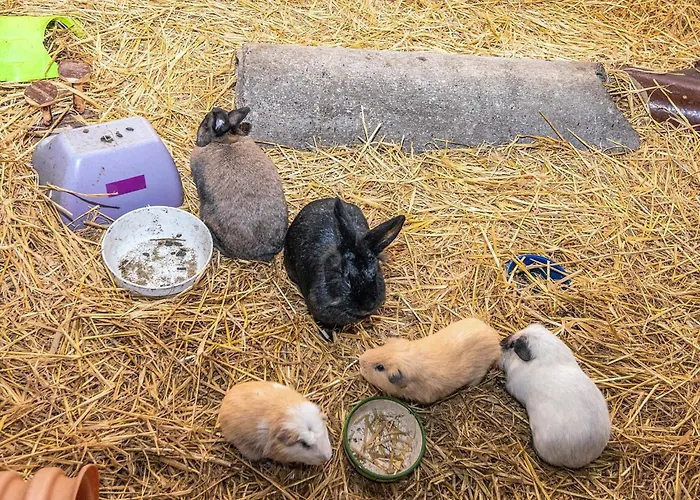 Ferienhaus 4 Person In